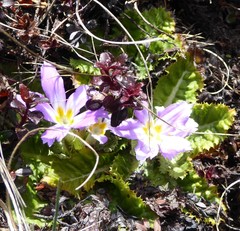 Primula deuteronana