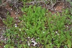 Biserrula pelecinus pelecinus