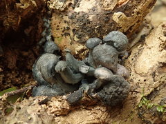 Gerronema waikanaense