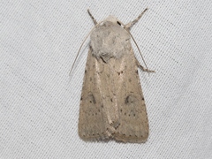 Agrotis vetusta