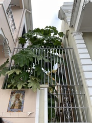 Cecropia schreberiana