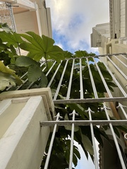 Cecropia schreberiana