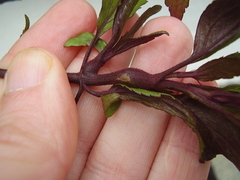 Procecidochares alani