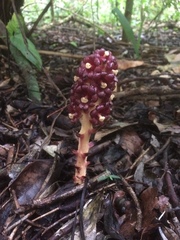 Bdallophytum americanum