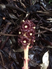 Bdallophytum americanum