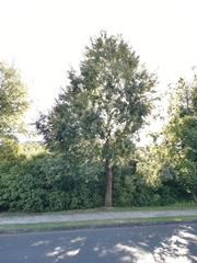 Nothofagus alpina