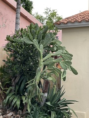 Opuntia cochenillifera