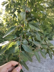 Nothofagus alpina