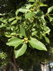 Ficus microcarpa