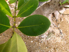 Avicennia schaueriana