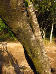 Avicennia schaueriana