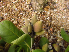 Avicennia schaueriana