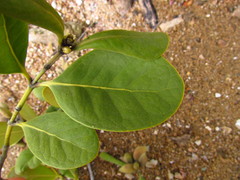 Avicennia schaueriana