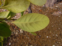 Avicennia schaueriana