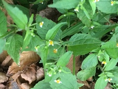 Galinsoga quadriradiata