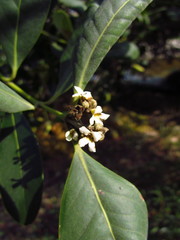 Avicennia schaueriana