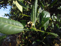 Avicennia schaueriana