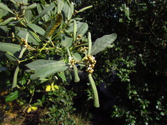 Avicennia schaueriana