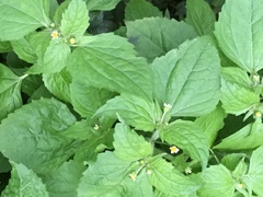Galinsoga quadriradiata