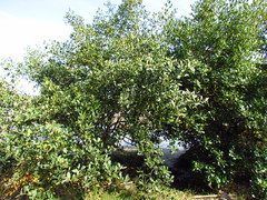 Avicennia schaueriana