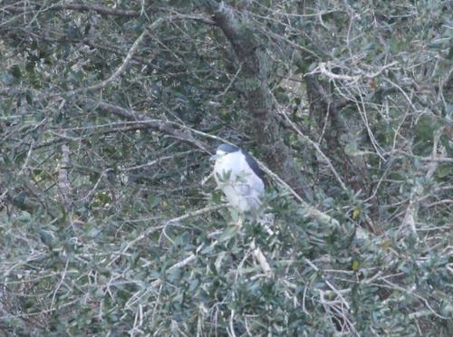 Black-crowned Night Heron photographed in Alabama