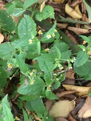 Galinsoga quadriradiata
