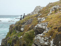 Phalacrocorax featherstoni