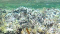 Atherinosoma microstoma