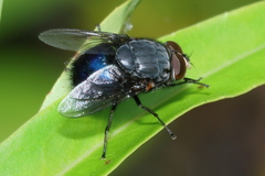 Calliphora quadrimaculata