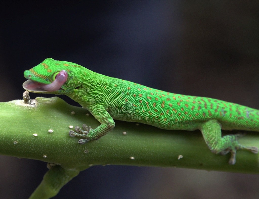 Boettger's Day Gecko
