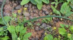 Sisymbrium erysimoides