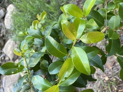 Syzygium australe