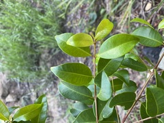 Syzygium australe