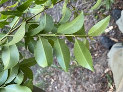 Syzygium australe
