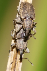 Steriphus ascitus