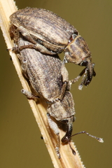 Steriphus ascitus
