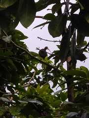 Phimosus infuscatus