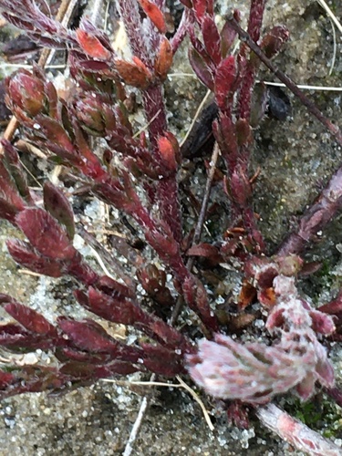 Image of Lechea maritima by no rights reserved