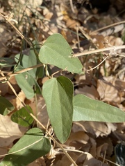 Cocculus diversifolius