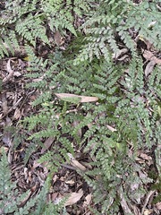 Adiantum formosum