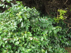 Justicia brasiliana
