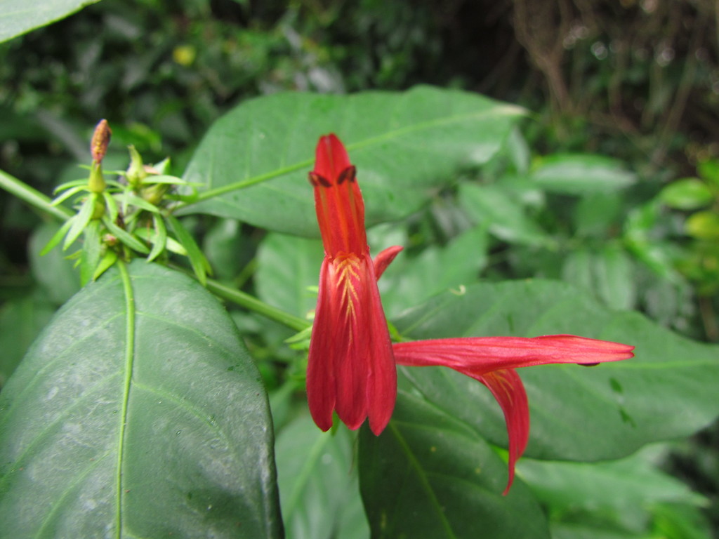 Justicia brasiliana