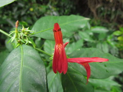 Justicia brasiliana
