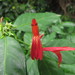 Justicia brasiliana - Photo (c) Funez, some rights reserved (CC BY-NC), uploaded by Funez