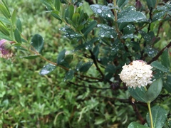 Pimelea ligustrina ciliata