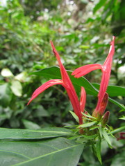 Justicia brasiliana
