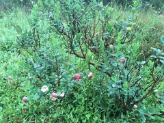 Pimelea ligustrina ciliata