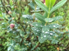 Pimelea ligustrina ciliata