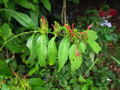 Justicia brasiliana