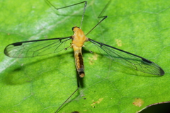 Aurotipula clara